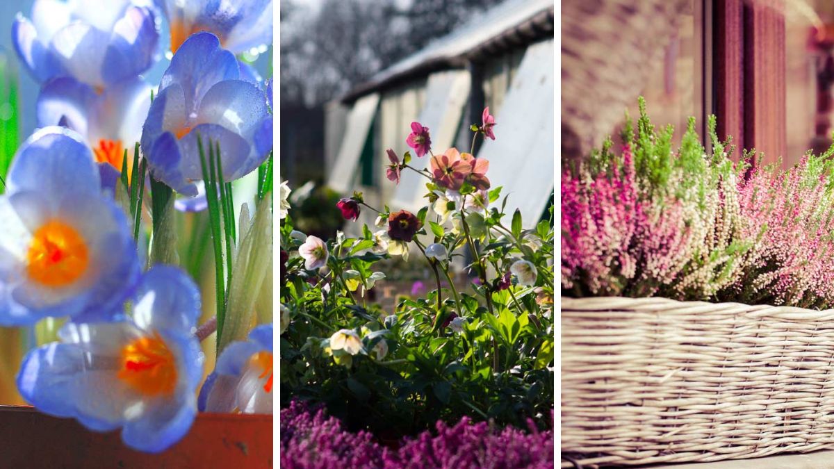 winter plants for balconies and terraces