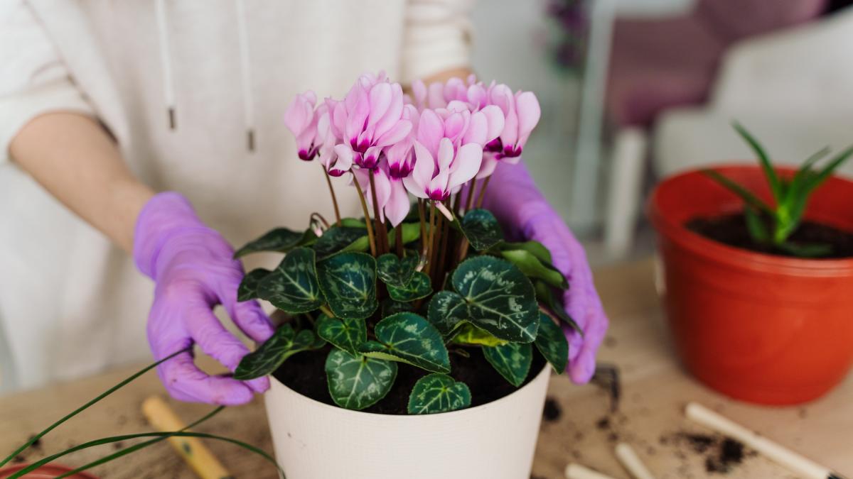 Why cyclamen doesn't flower