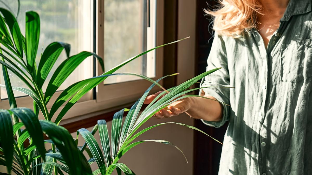 Kentia: the palm that purifies the air in the house