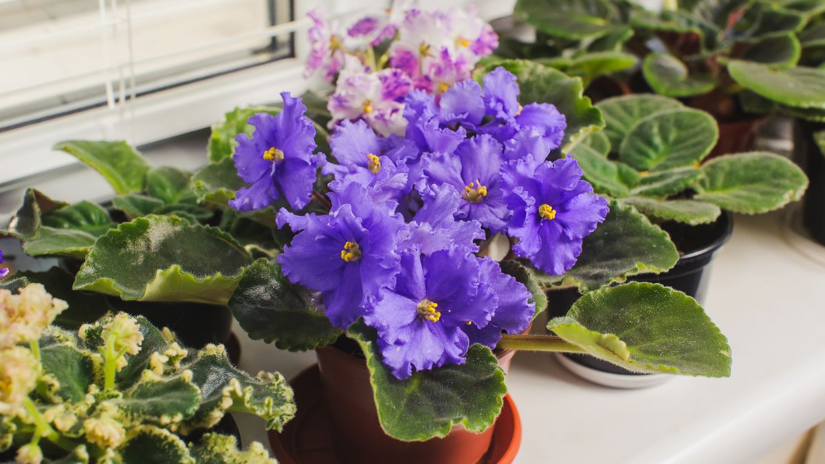 African violet without flowers solution