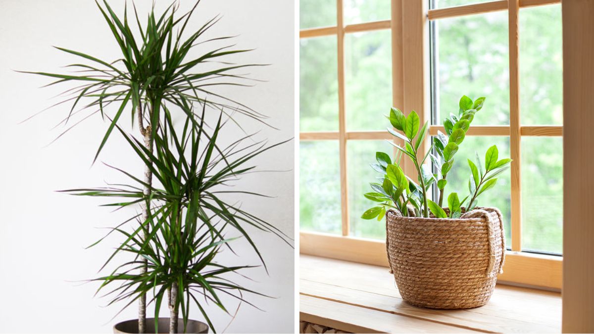 Little light interior plants