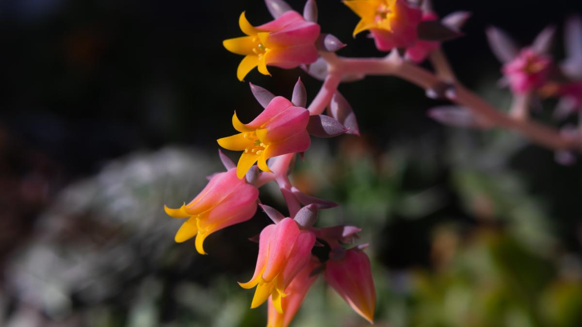 Here's how to make your Echeveria flower optimally 