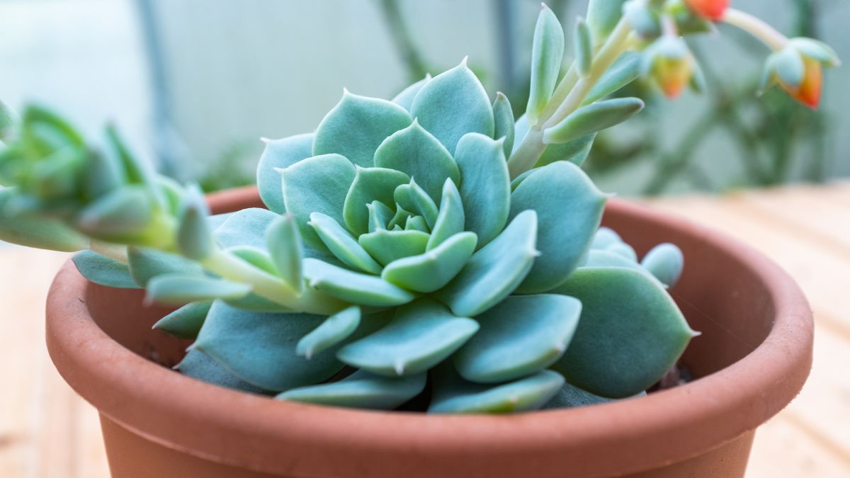 Plants for the winter balcony