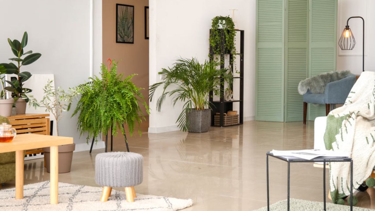 House entrance with fern plants