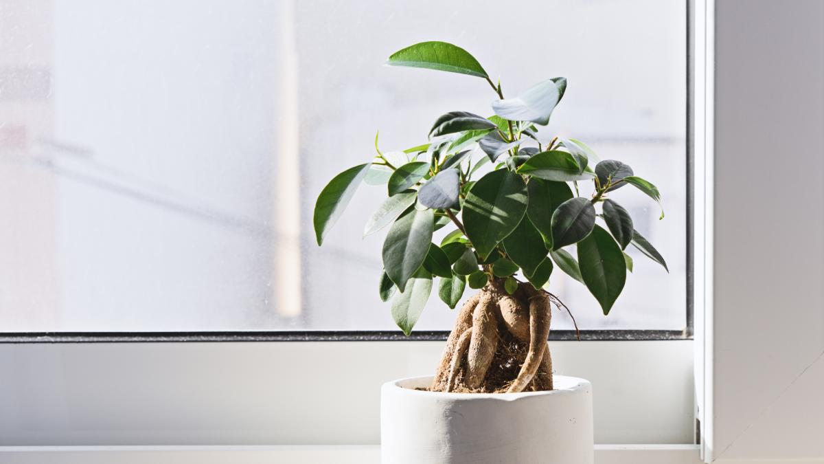 Which ficus to choose for your apartment