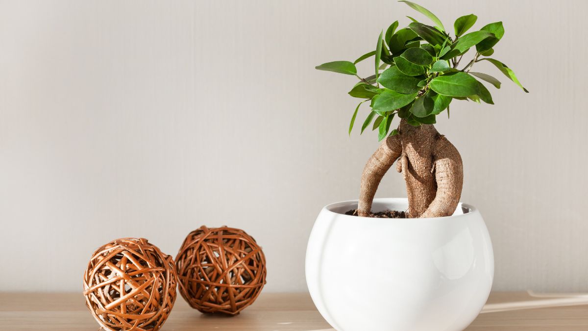 How to fertilize ficus bonsai