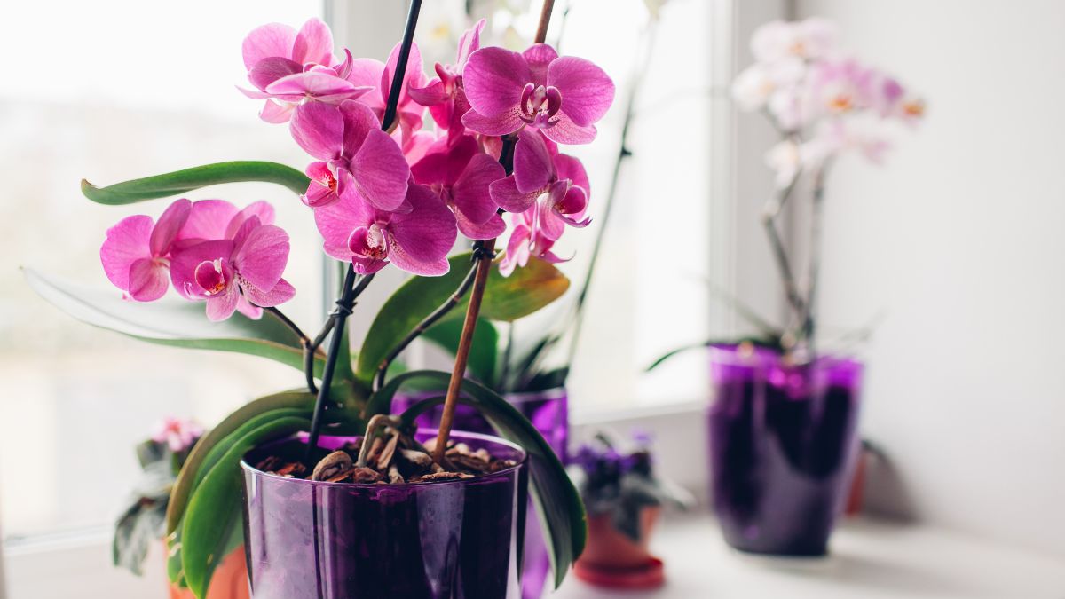 Orchid flower fall solutions