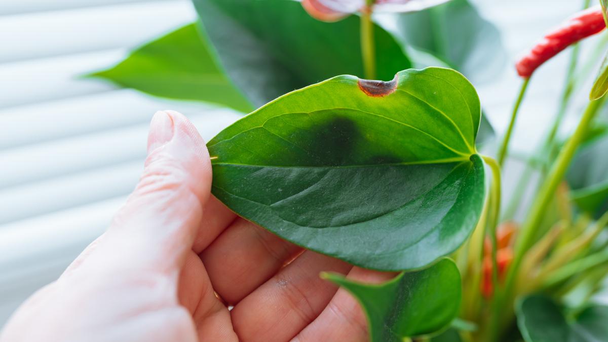 Prevent Anthurium diseases