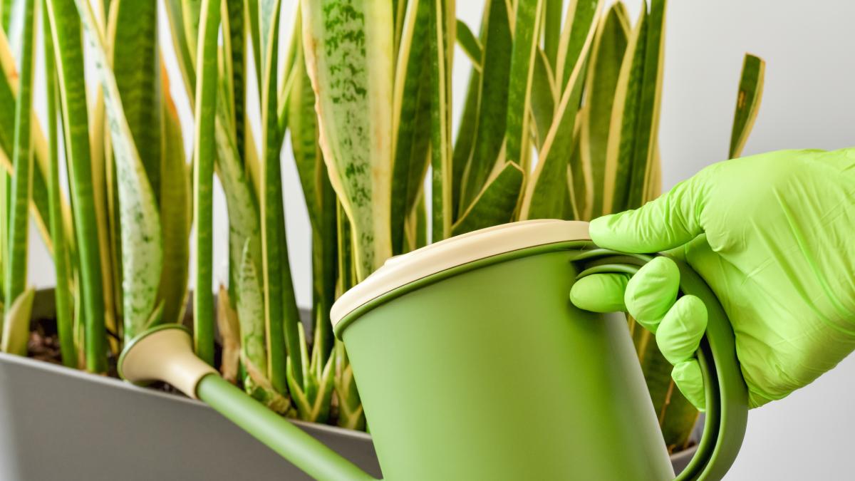 How to care for Sansevieria