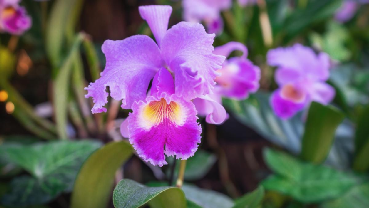 The Cattleya, a special orchid