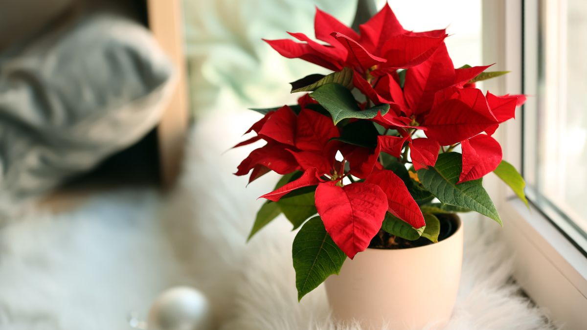 Poinsettia is toxic to pets