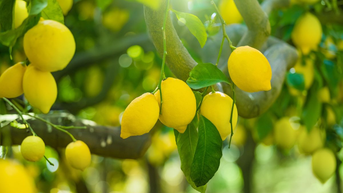 Limone pruning in pot