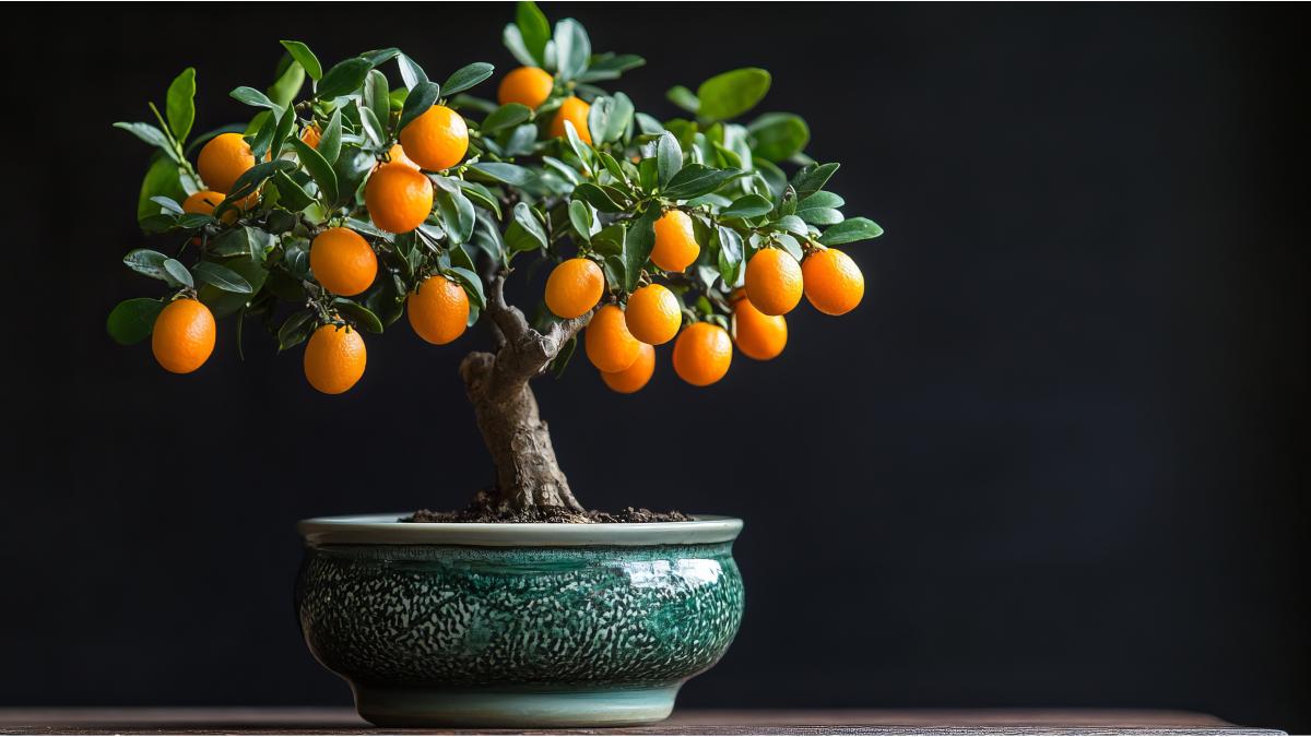 The bonsai that enchants: the Chinese mandarin