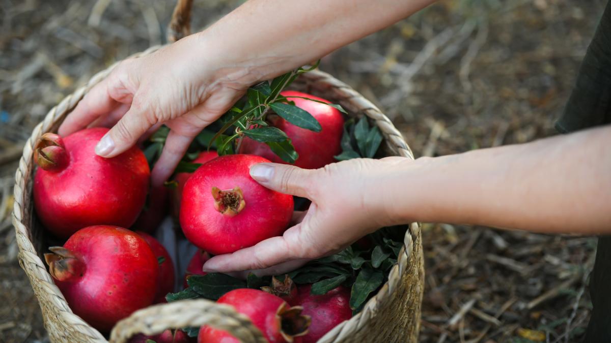 Grow pomegranate at home or in the garden