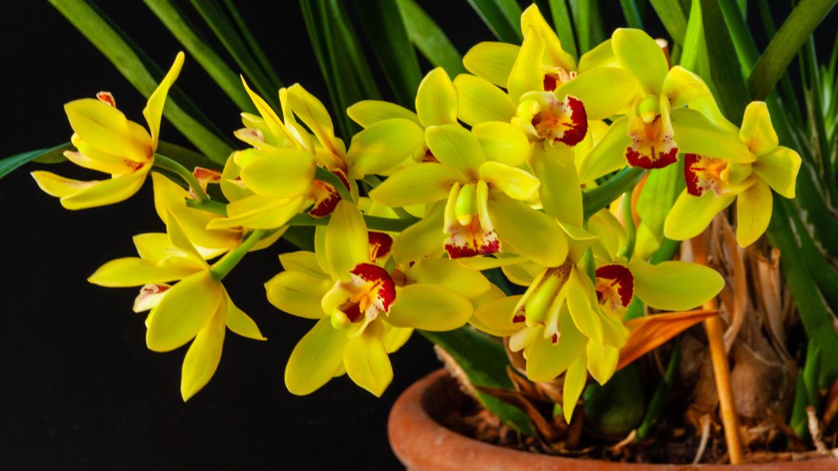 How to best care for the cymbidium orchid