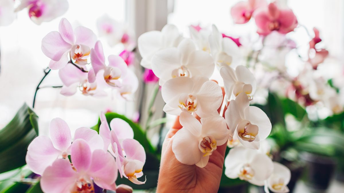 Child on the orchid