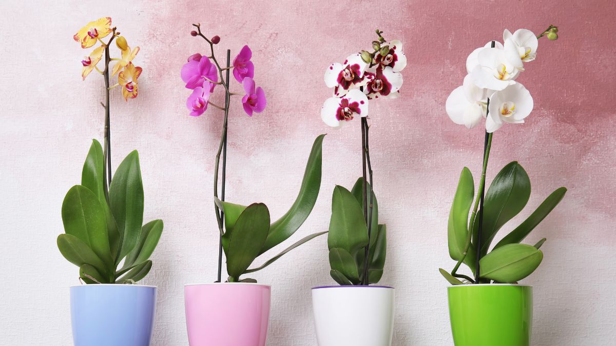 Orchid solutions with mold and mushrooms