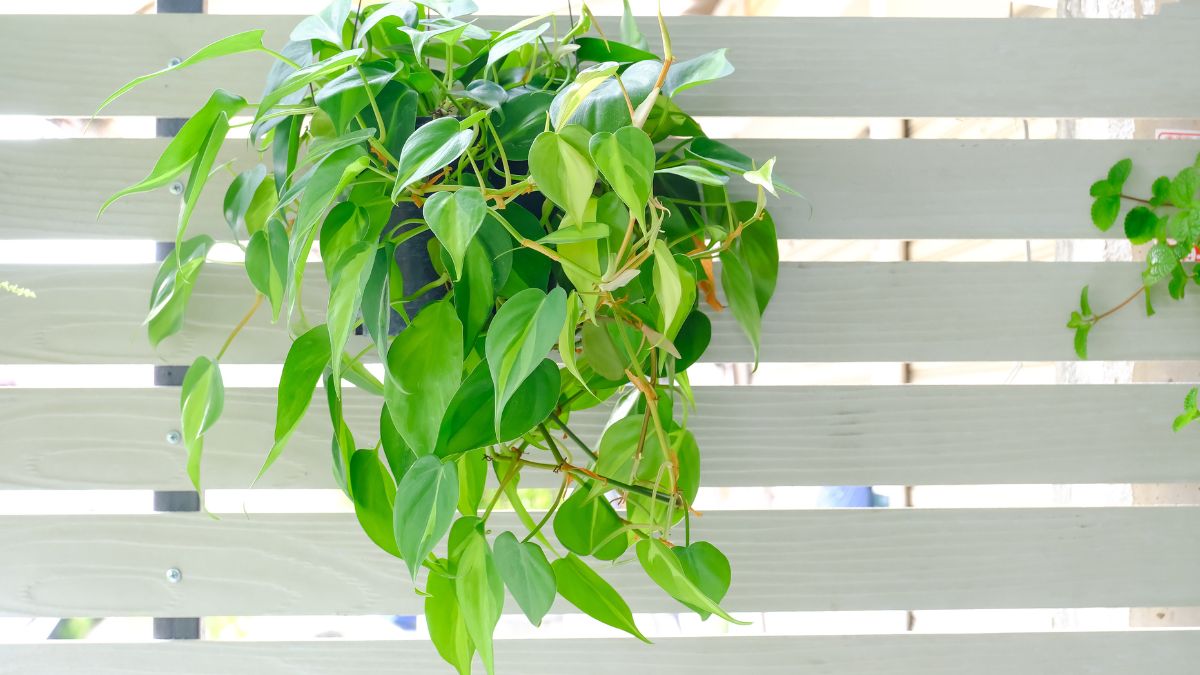 Hanging plants