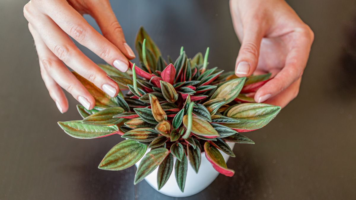 Desk plants