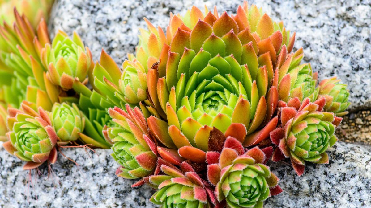 Succulent plants