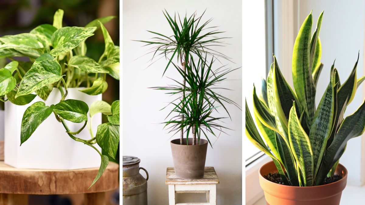 Pothos Dracena and Sansevieria