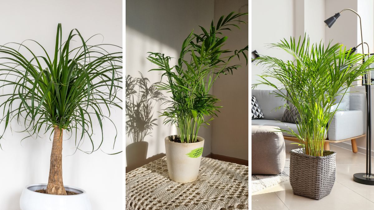 plants that purify the air