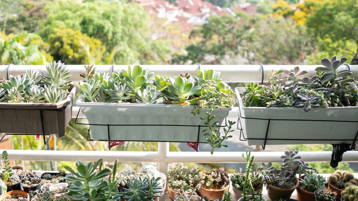 Which plants to have in the garden and balcony in January