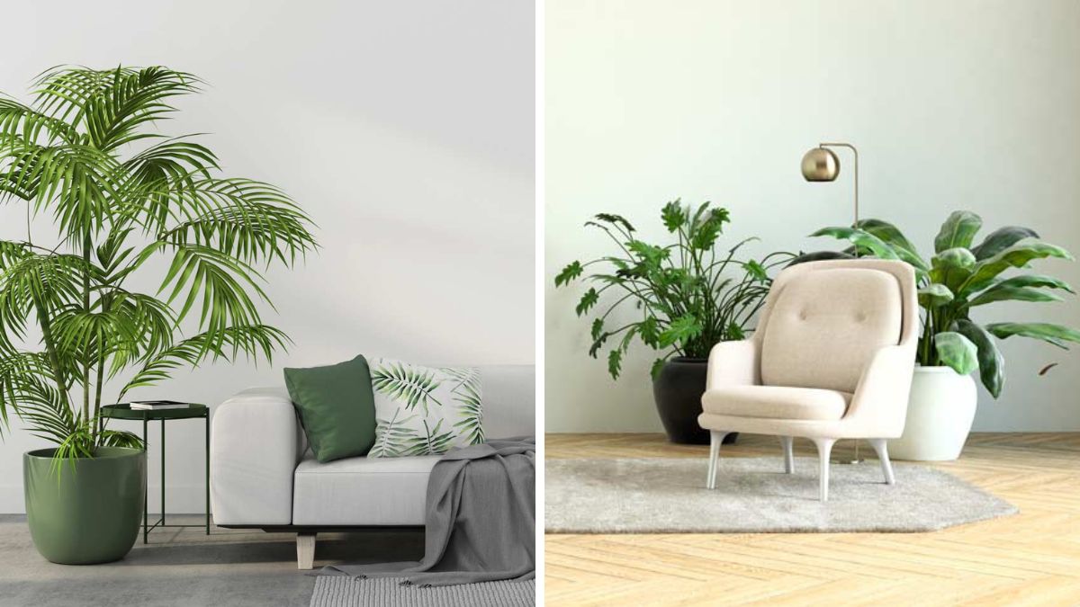 Ideas for placing plants in the living room