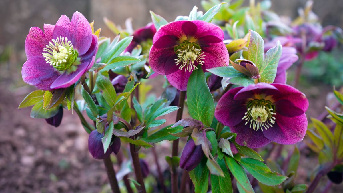 Outdoor plants that resist the cold