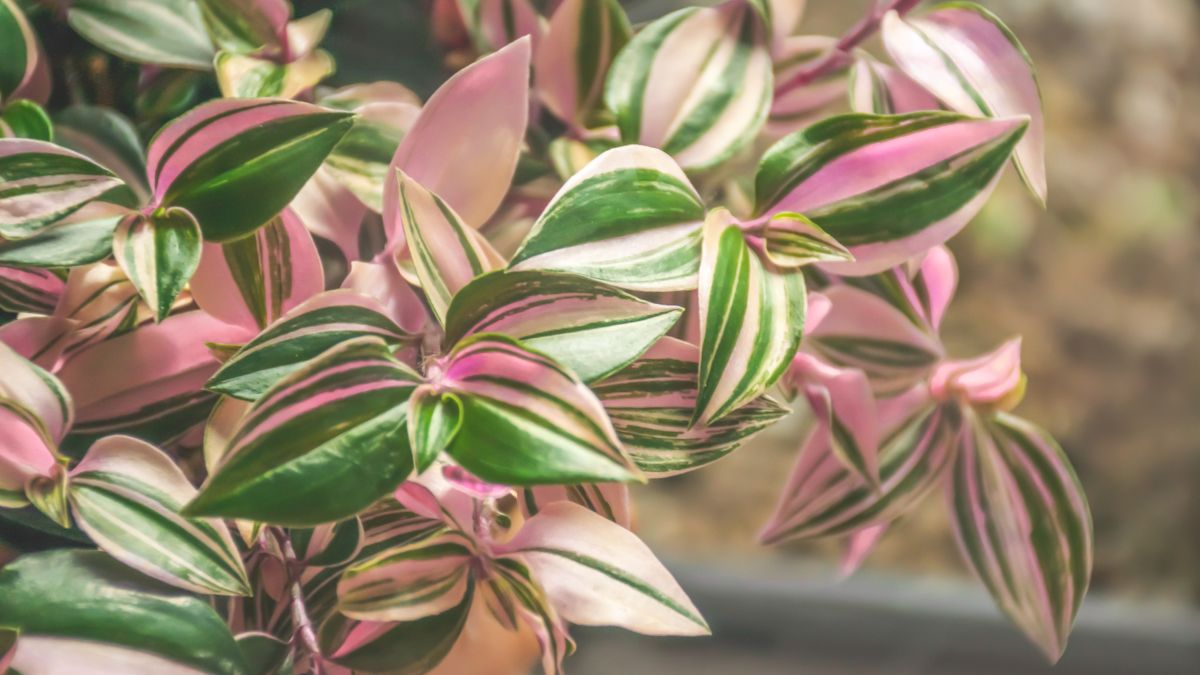 Trailing plants for dimly lit environments