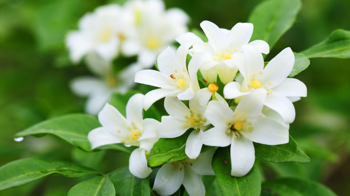 Prune jasmine