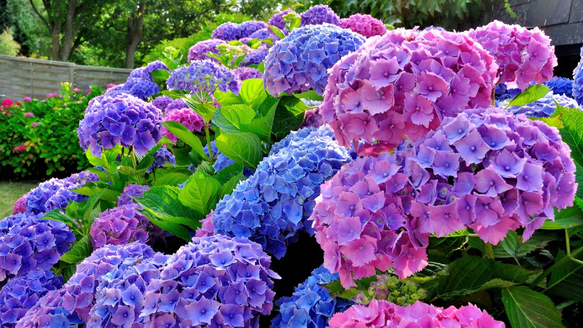 When and how to prune the hydrangeas