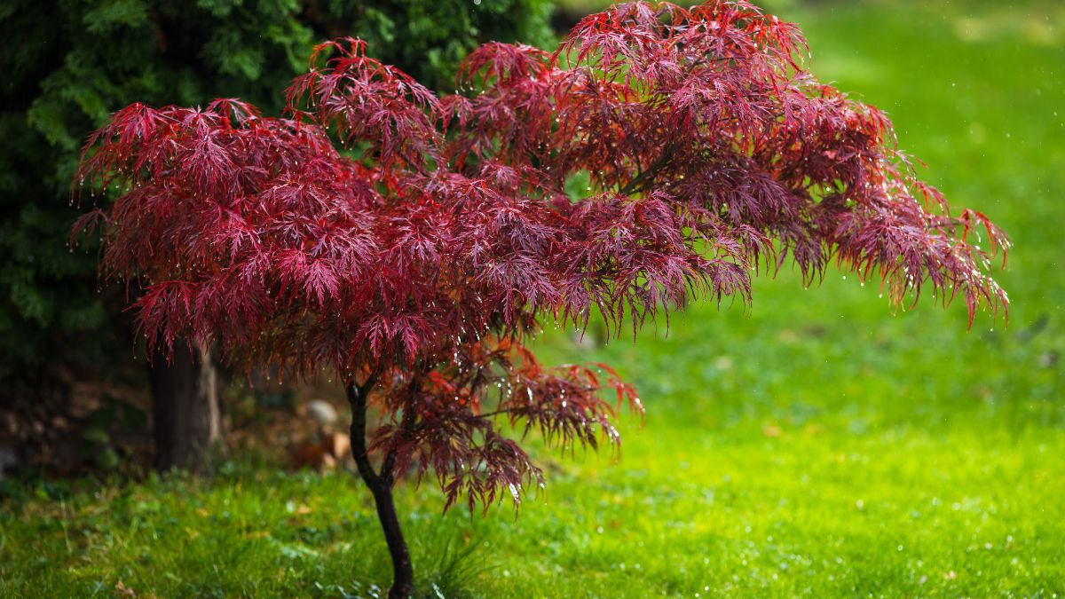 Prune maple in winter