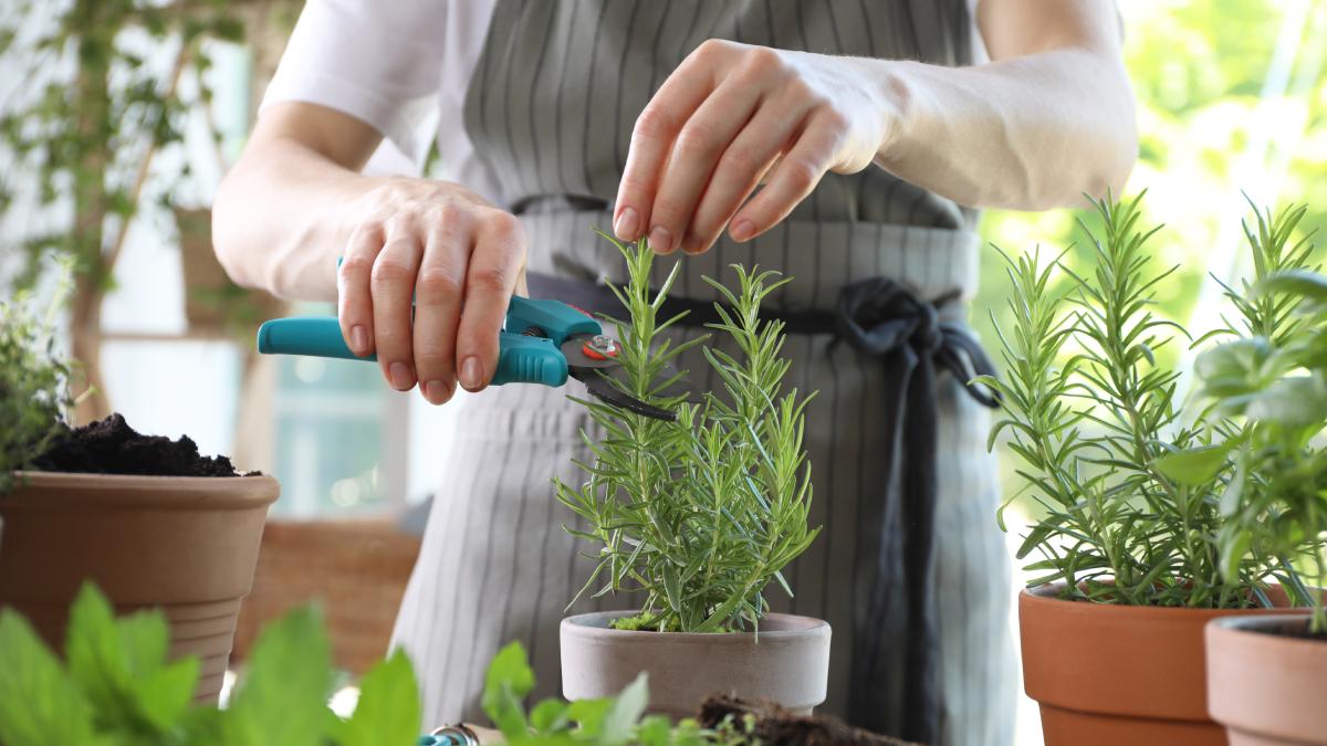 Caring for rosemary when it is dry and bare