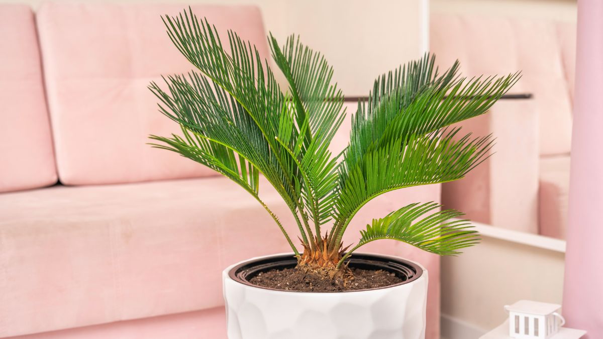 How to repot the cycas