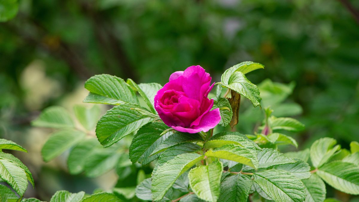 How to cultivate rough rose