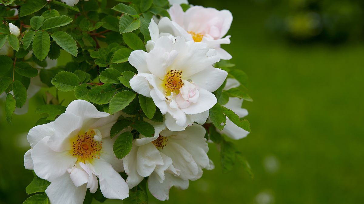 Varieties of roses for the garden