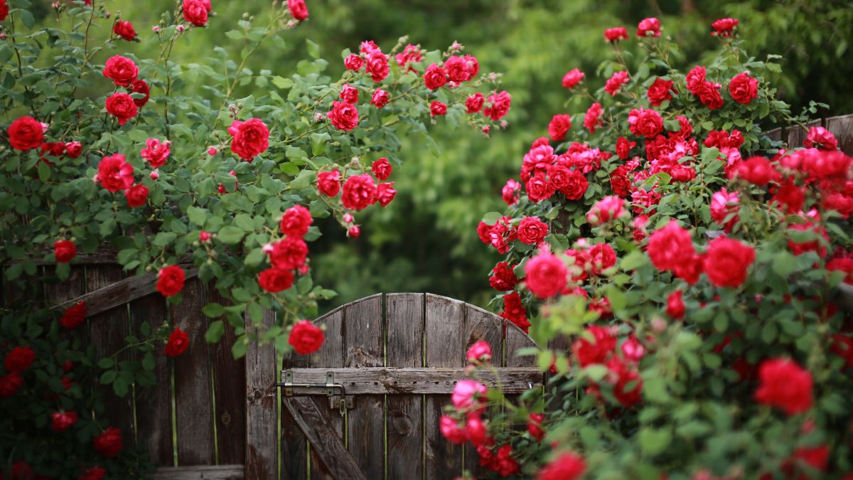 How to protect roses in winter