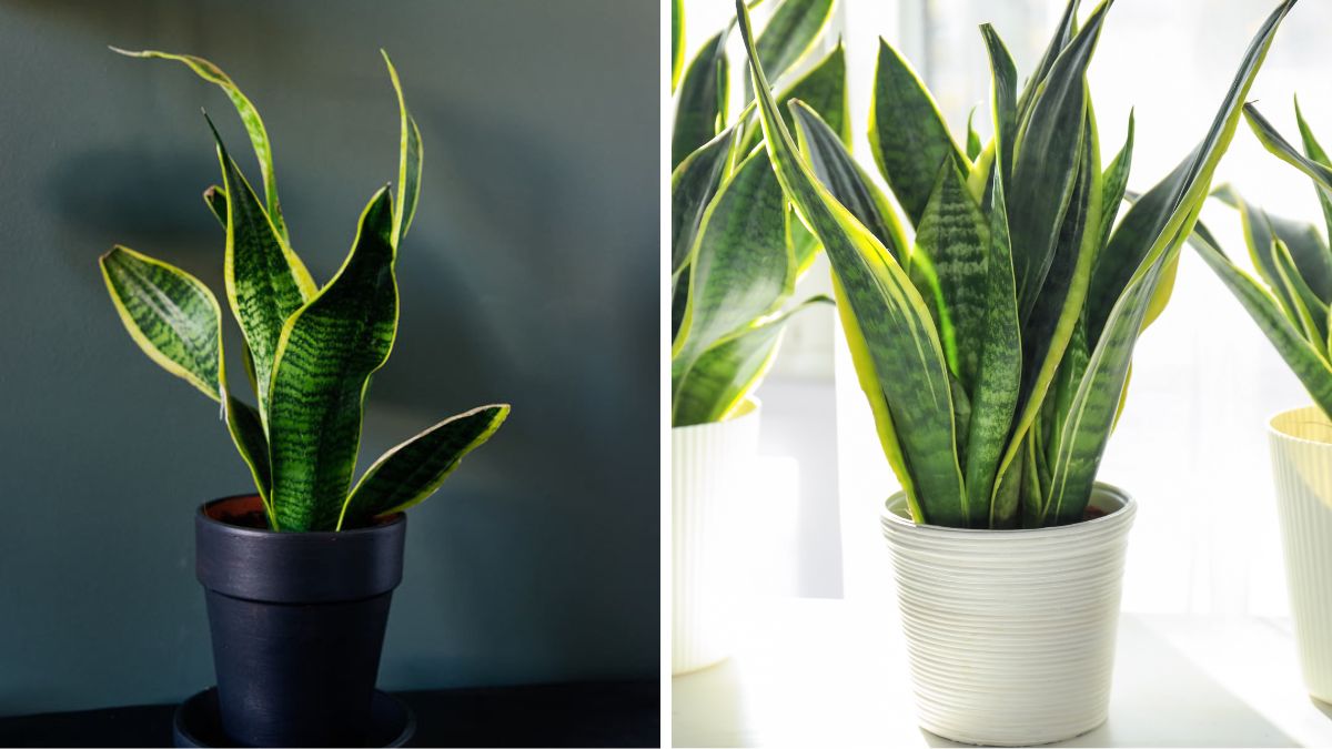 plants that require little light