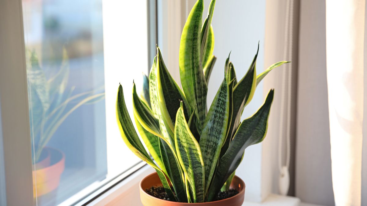 Save rotting Sansevieria