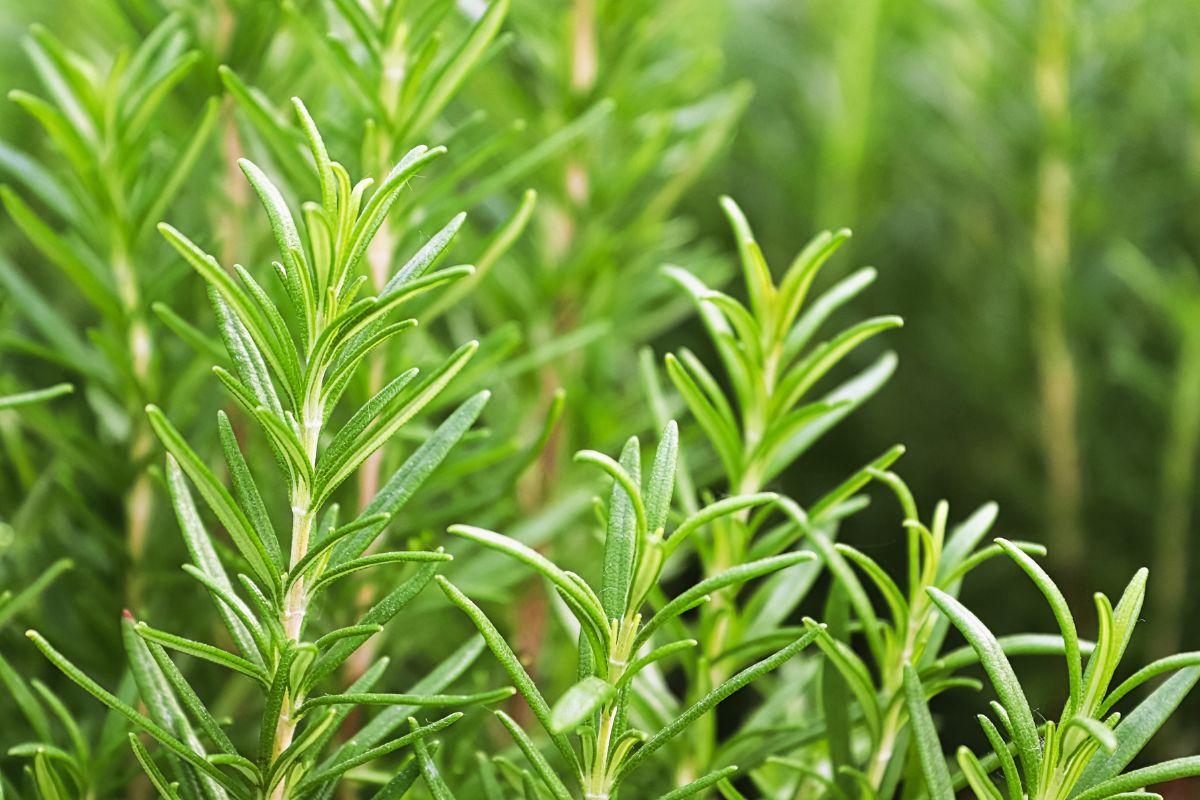 Create an elegant hedge with rosemary