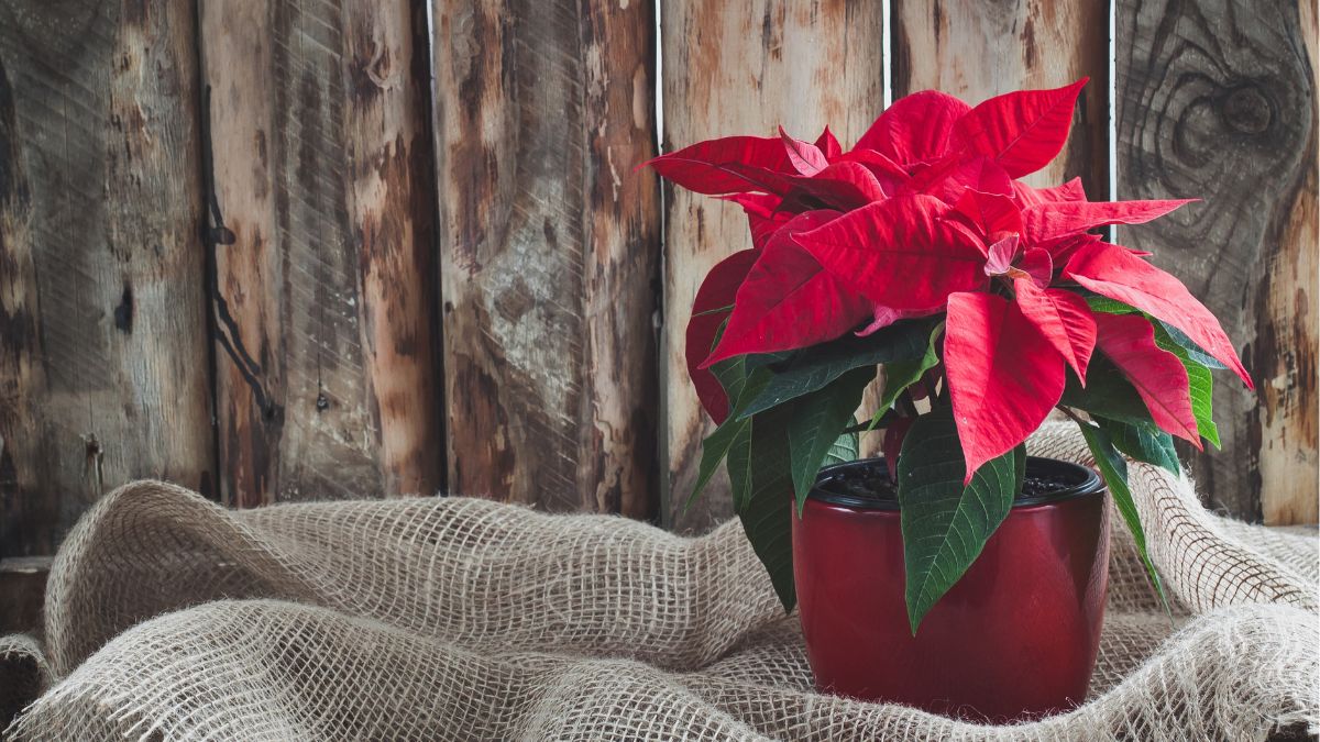 The sap of the irritating poinsettia