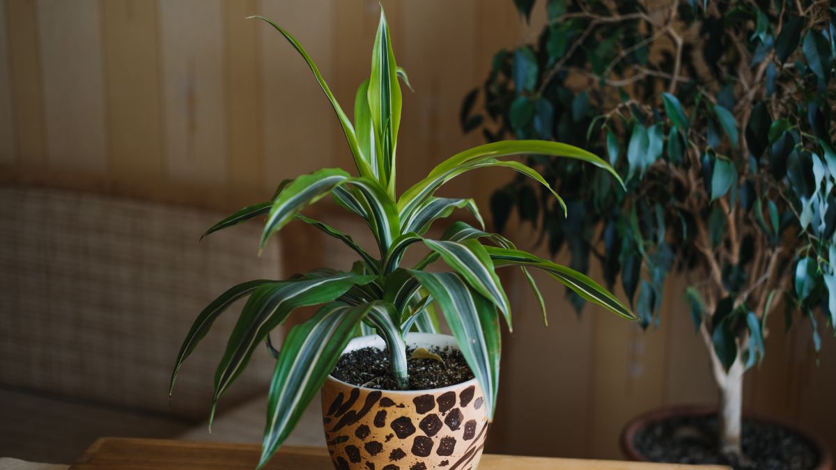 Desk plants