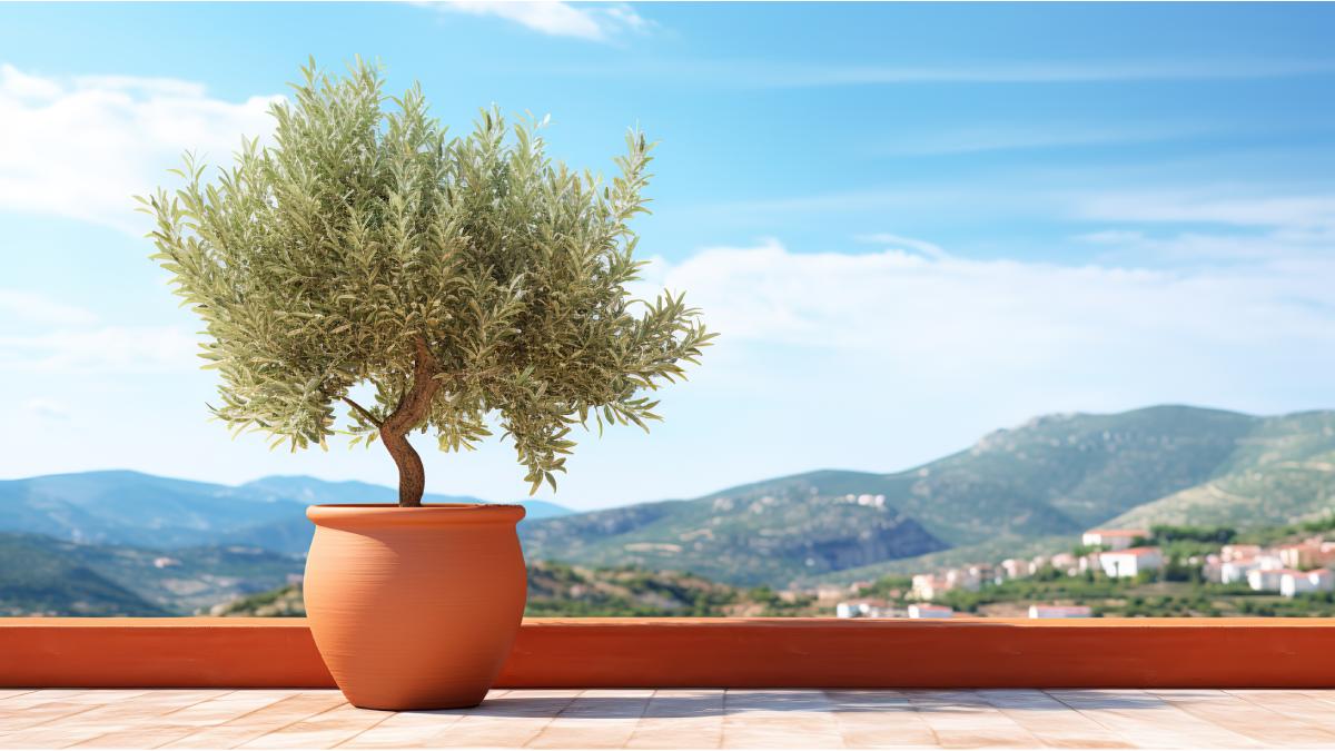 Cultivation of the olive tree in pots: here is the procedure