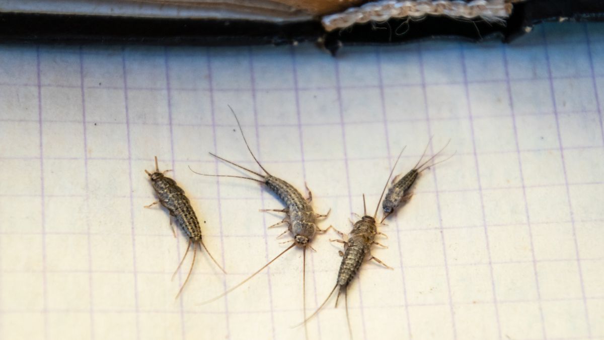 Silverfish humidity problem