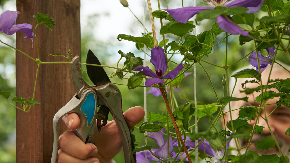 Prune clematis without errors