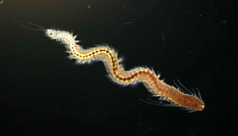 Worm regenerates its body by reverting to a stem cell-like state