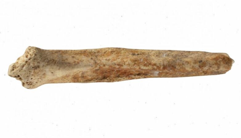 Penis bone found in London was colored to bring good luck to the Romans