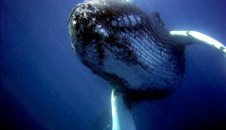 How do whales sing? Scientists may have the answer