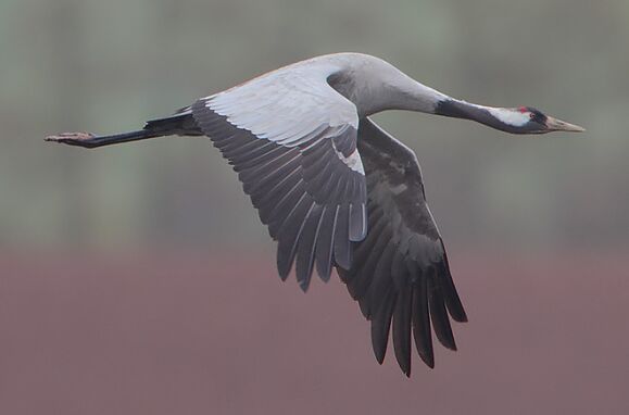 Six species that visit Portugal only in winter